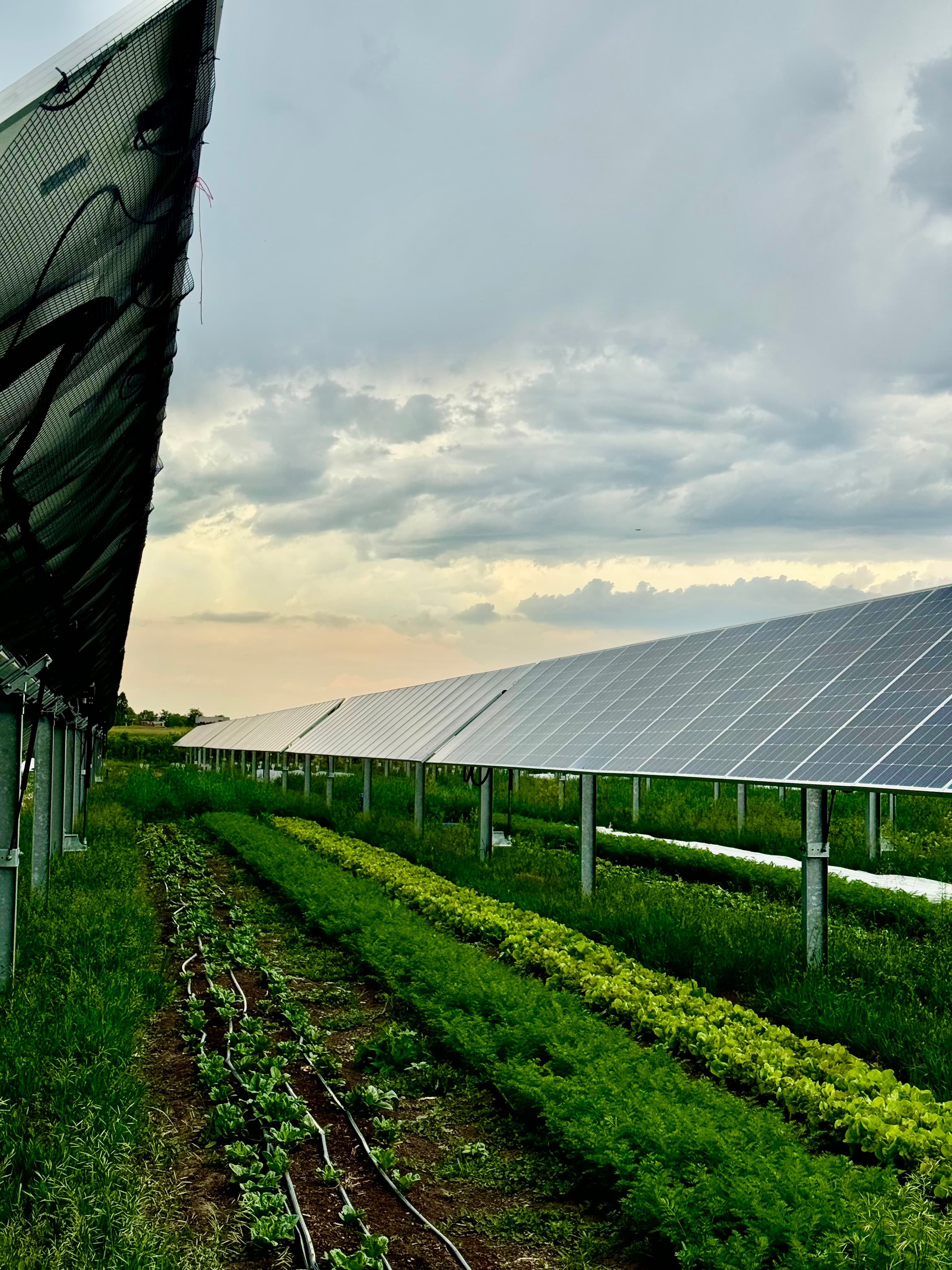 Working farmland with crops and solar integrated into the landscape.