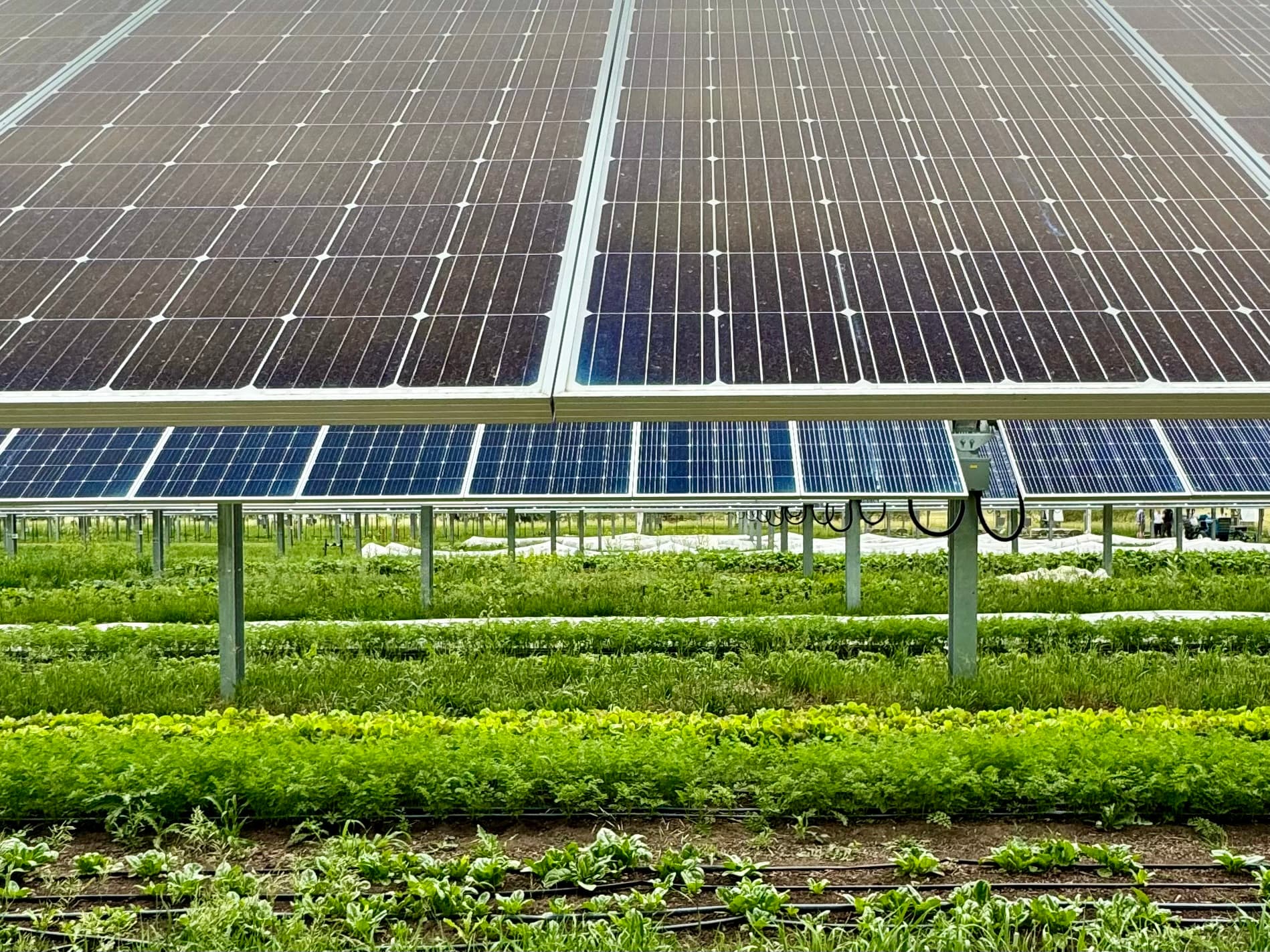 Crops growing on a working farm.
