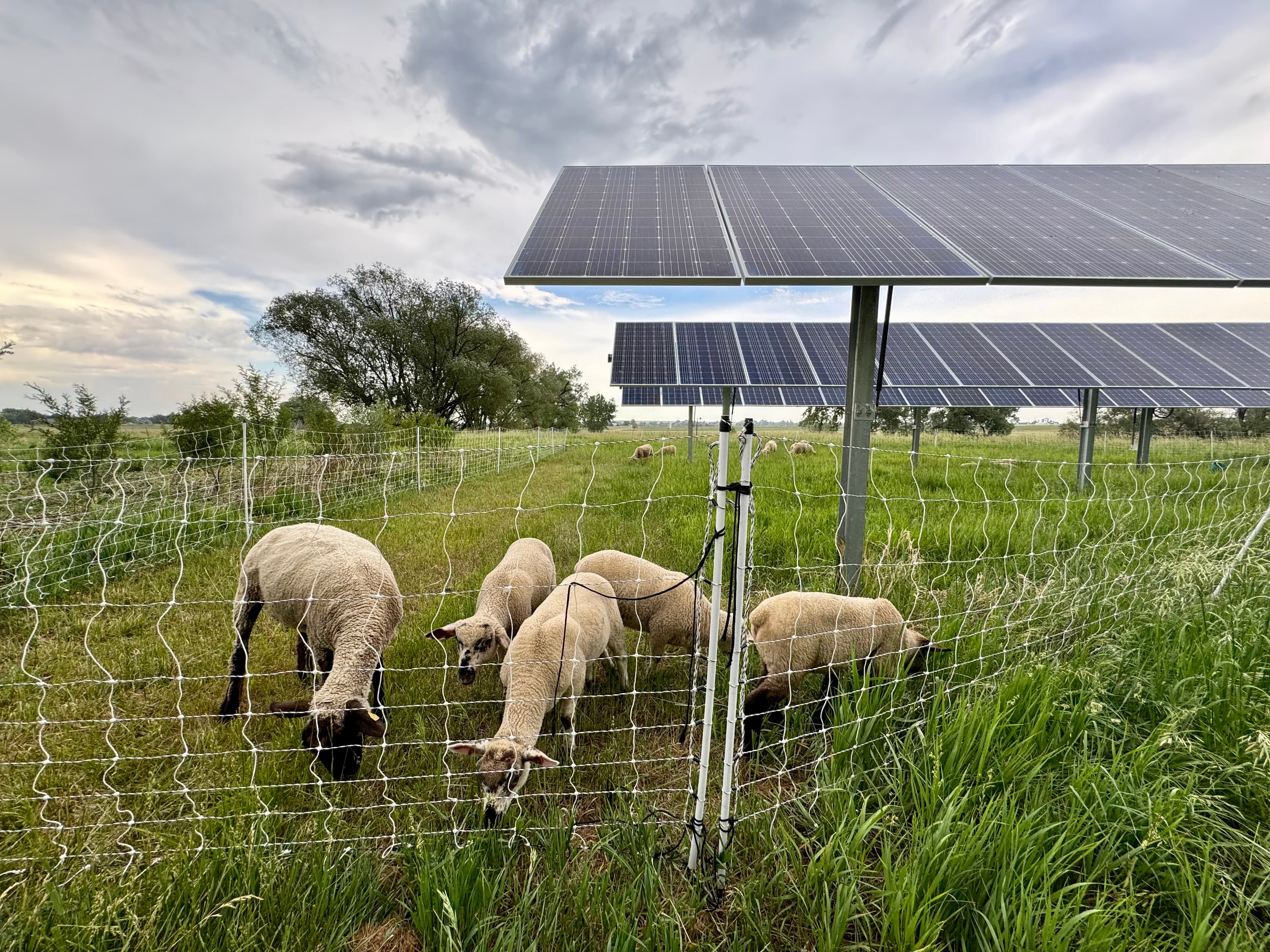 Sheep grazing on productive farmland.