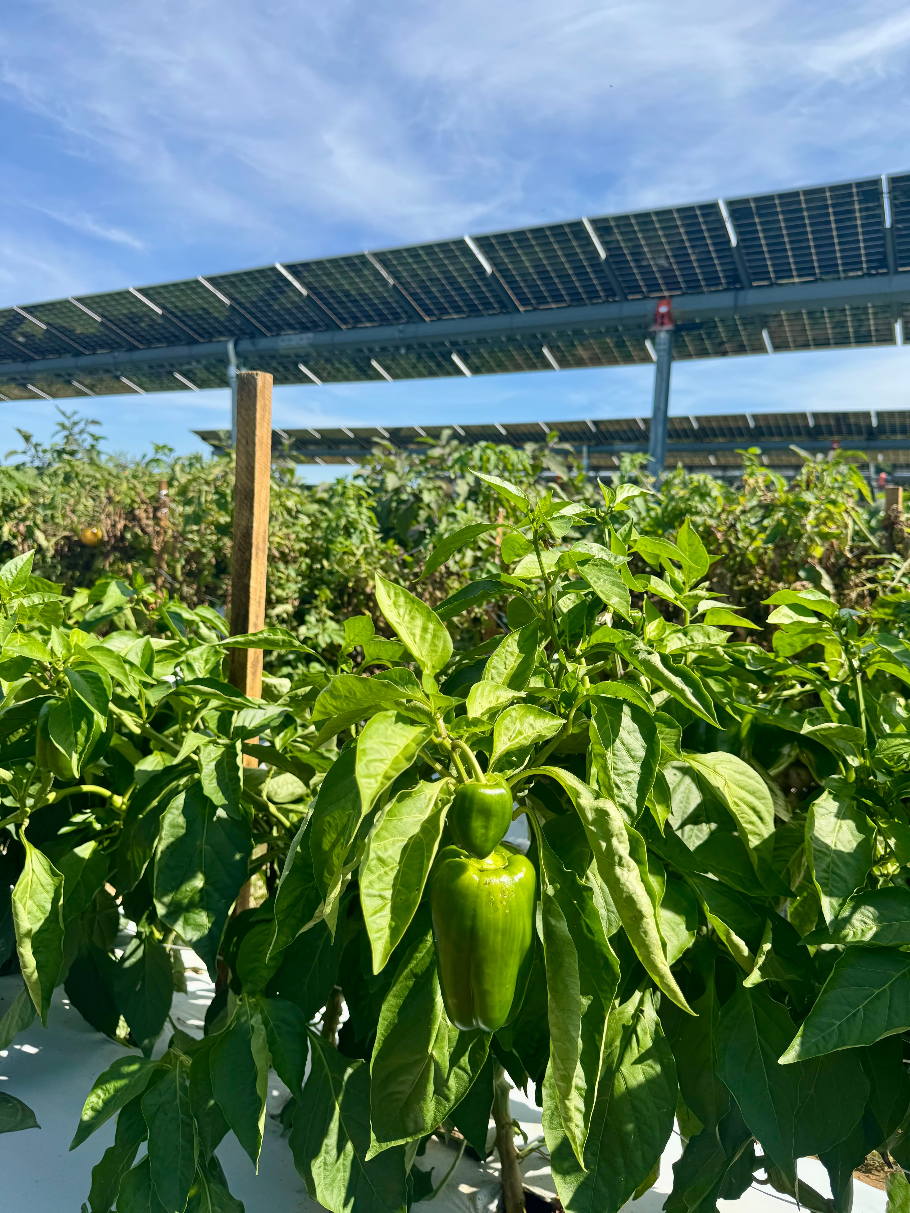 Vegetable crops growing in neat rows.