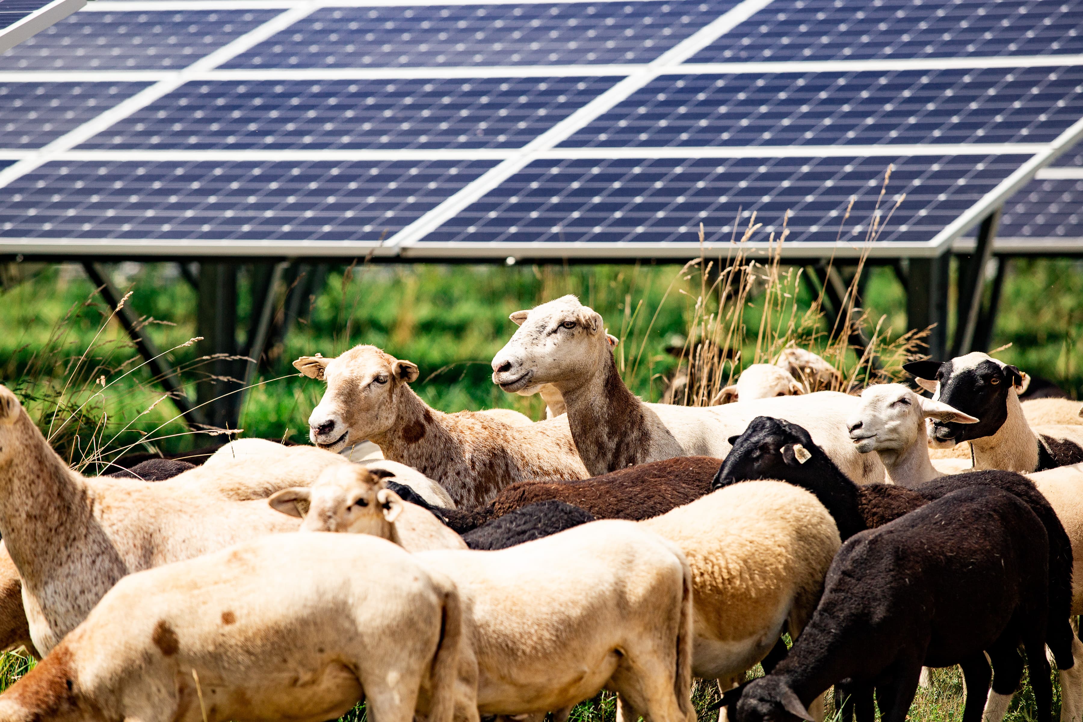Productive farmland with sheep grazing in a rural landscape.